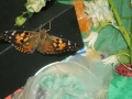 DSCF0307