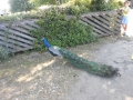DSCN3733